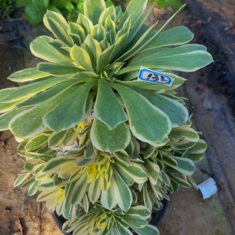 绿羊绒锦多肉植物132多肉