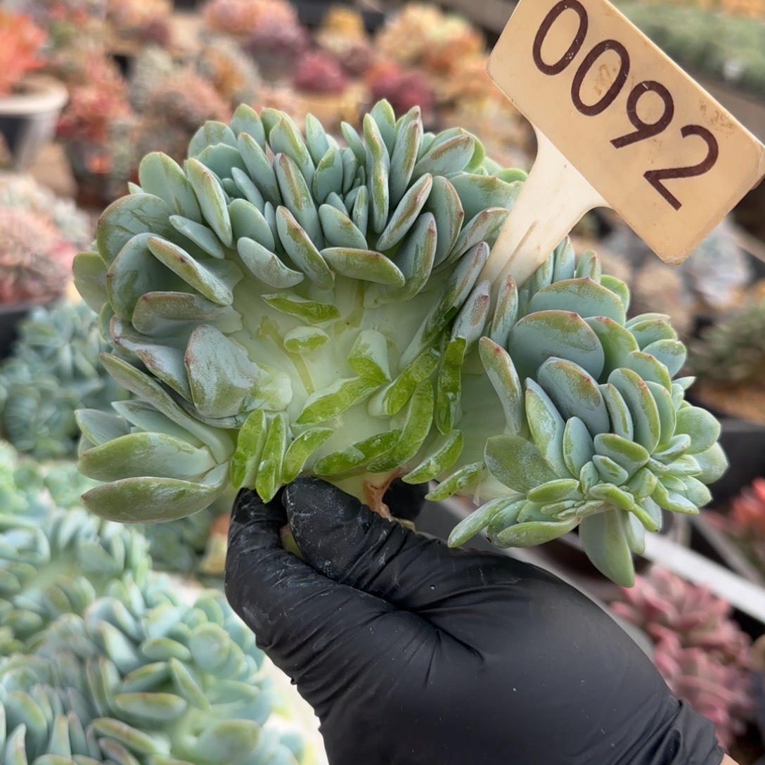 柠***檬0092。    奶茶缀多肉福利