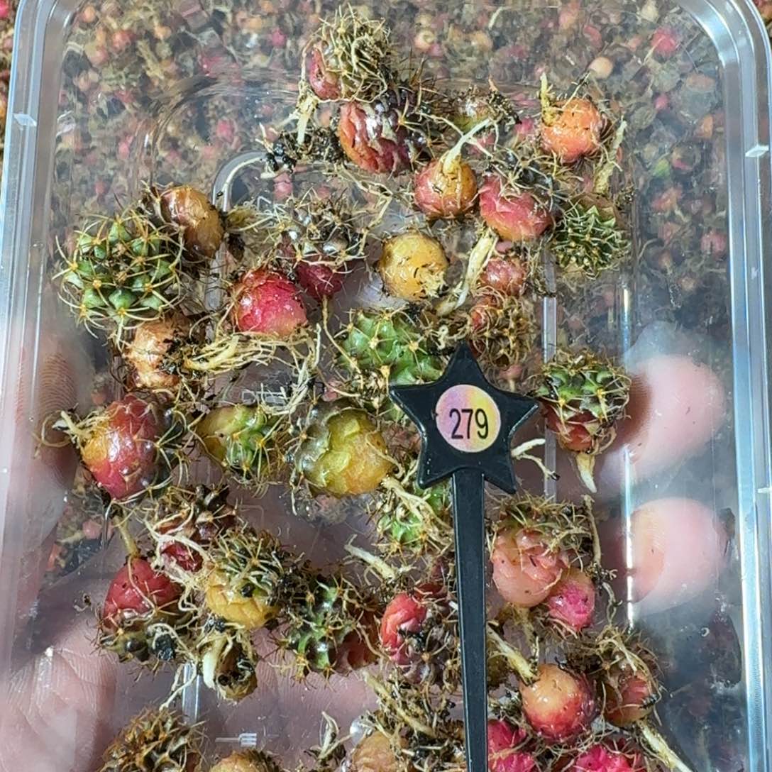 米哈实生自然锦练手球279