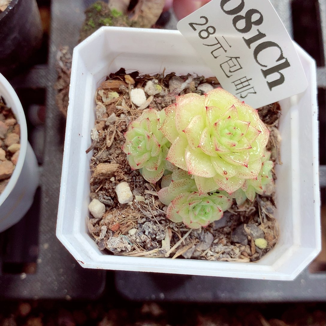 5厘米盆精控多肉081