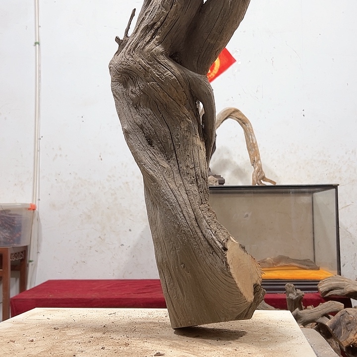 柏木长*波我们的生活也