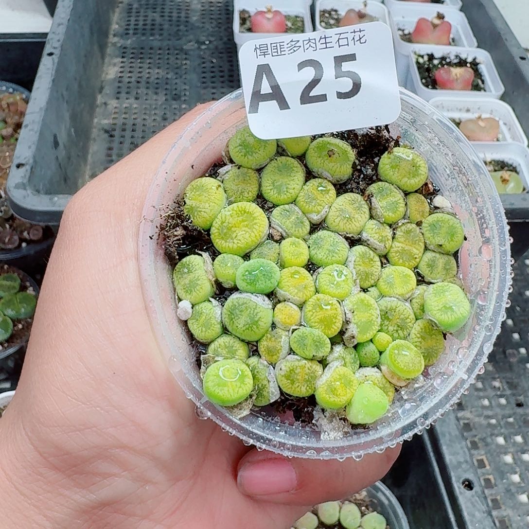 25多肉植物多肉植物