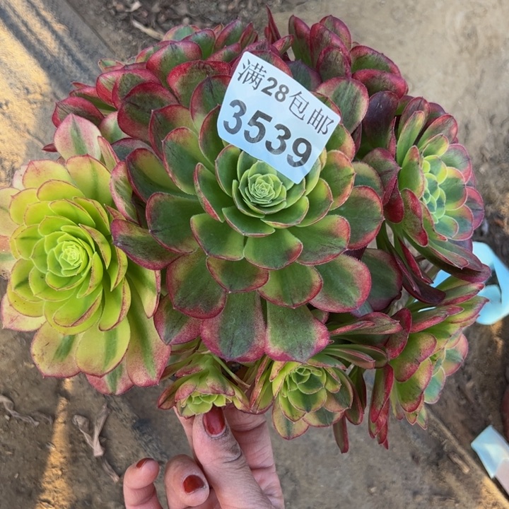 3539奶白多肉植物