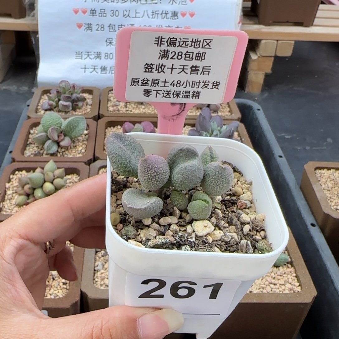 玄*261冰晶哈密瓜多肉植物