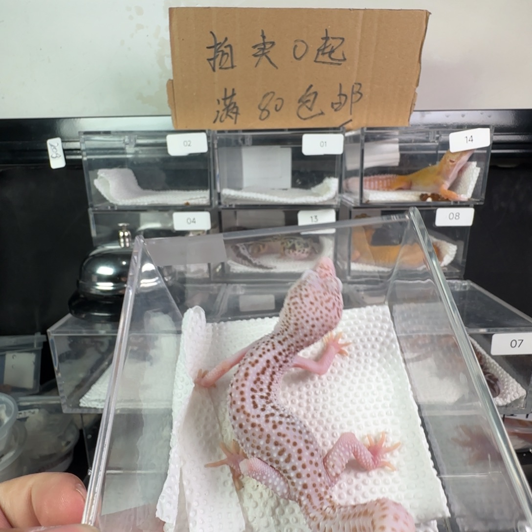 豹纹守宫超级雪花雷达弟弟