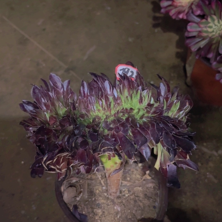 欧若拉缀化792多肉法师