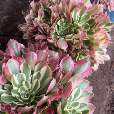 法师雨花石20.3多肉