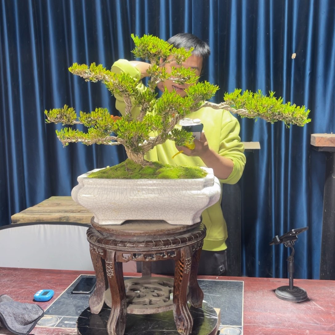 黄杨老桩盆景 四季常青
