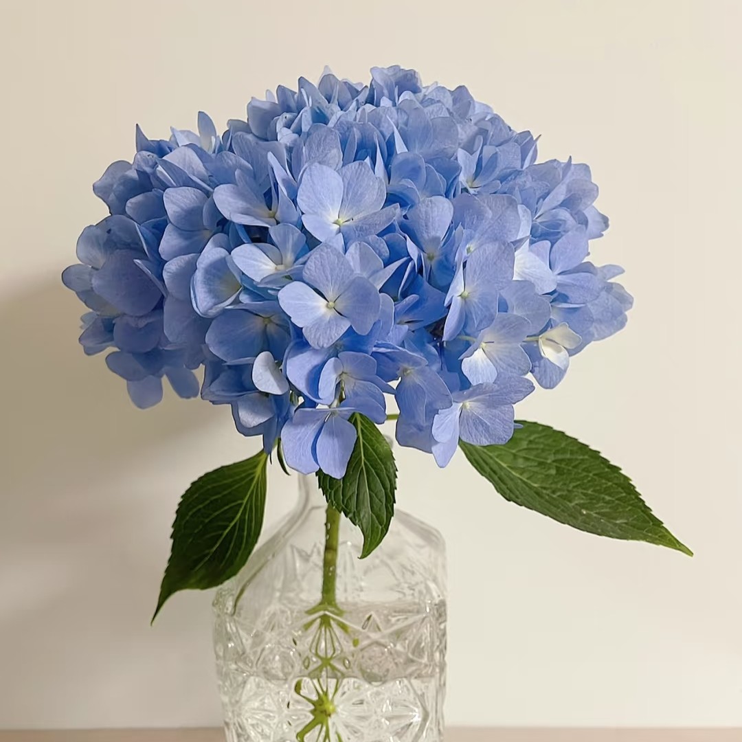 蓝色绣球花一个