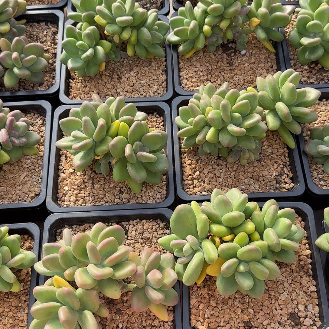 芒果奶精控无砍群生