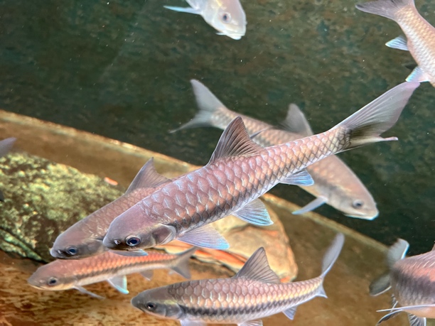 清水河保山15-20公分