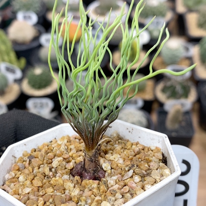 307号实生方便面弹簧草2cm