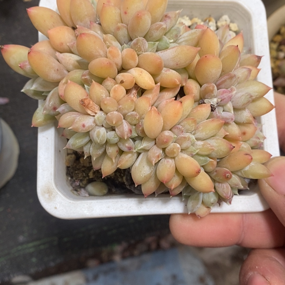 缀化1068898899899635996