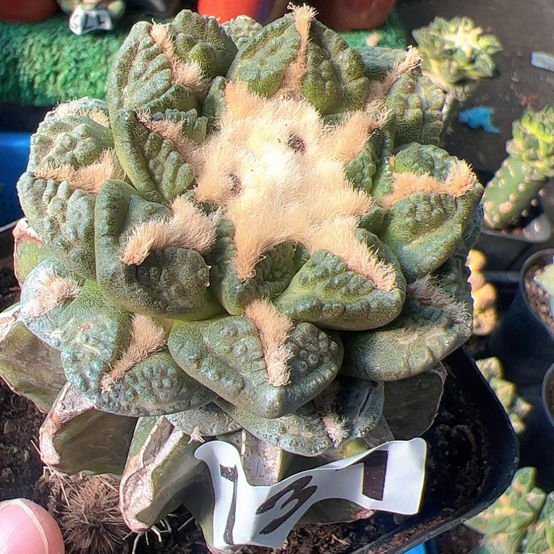 无花朵福利志贺龟甲牡丹131