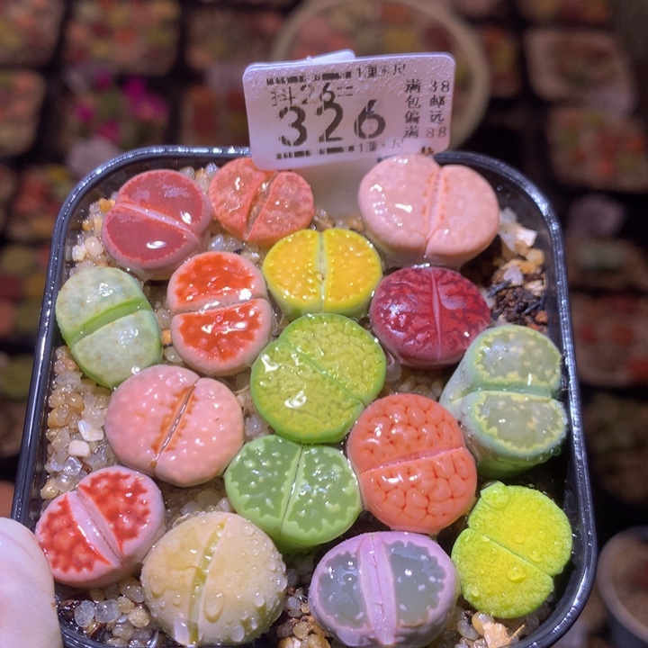 精品生石花26.326