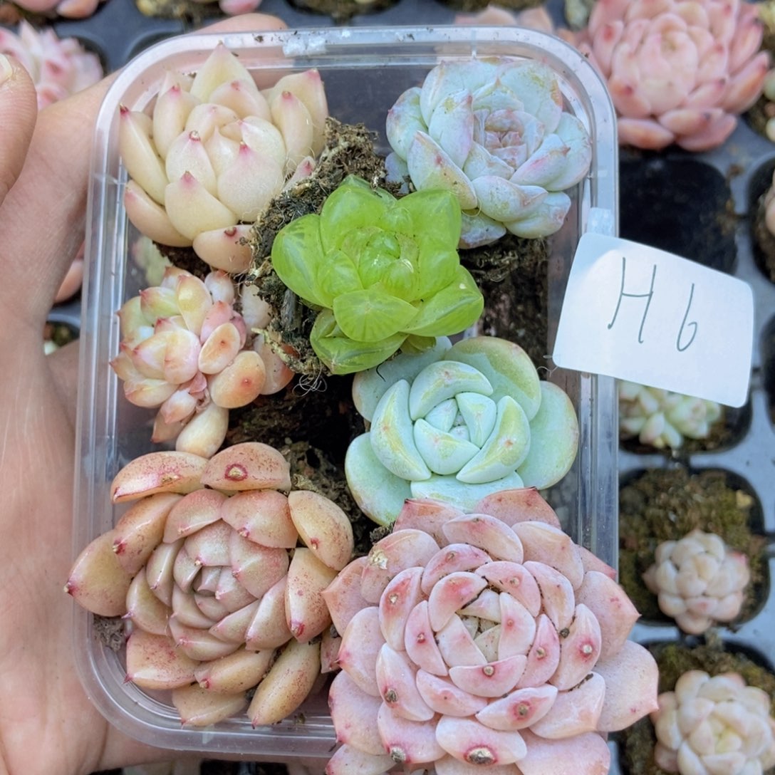 春泥家框拍链接H6