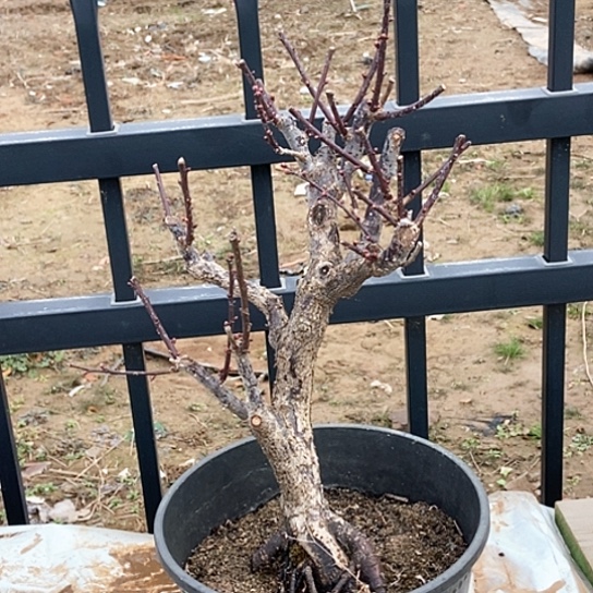 少量花朵（建议范围：2朵-5朵 或40%以下）悠