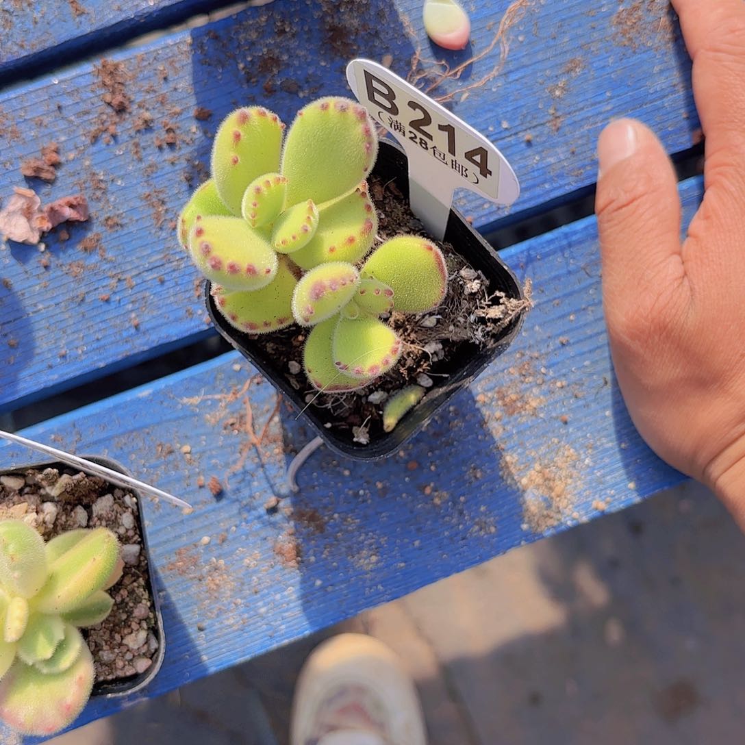 B214绿熊一物一拍