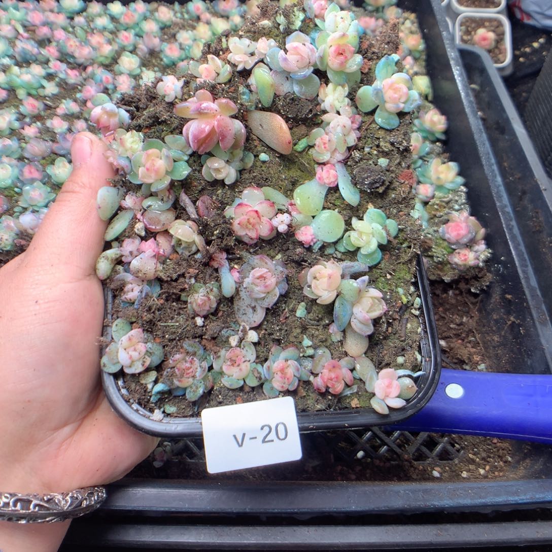 无花朵V20英语英语