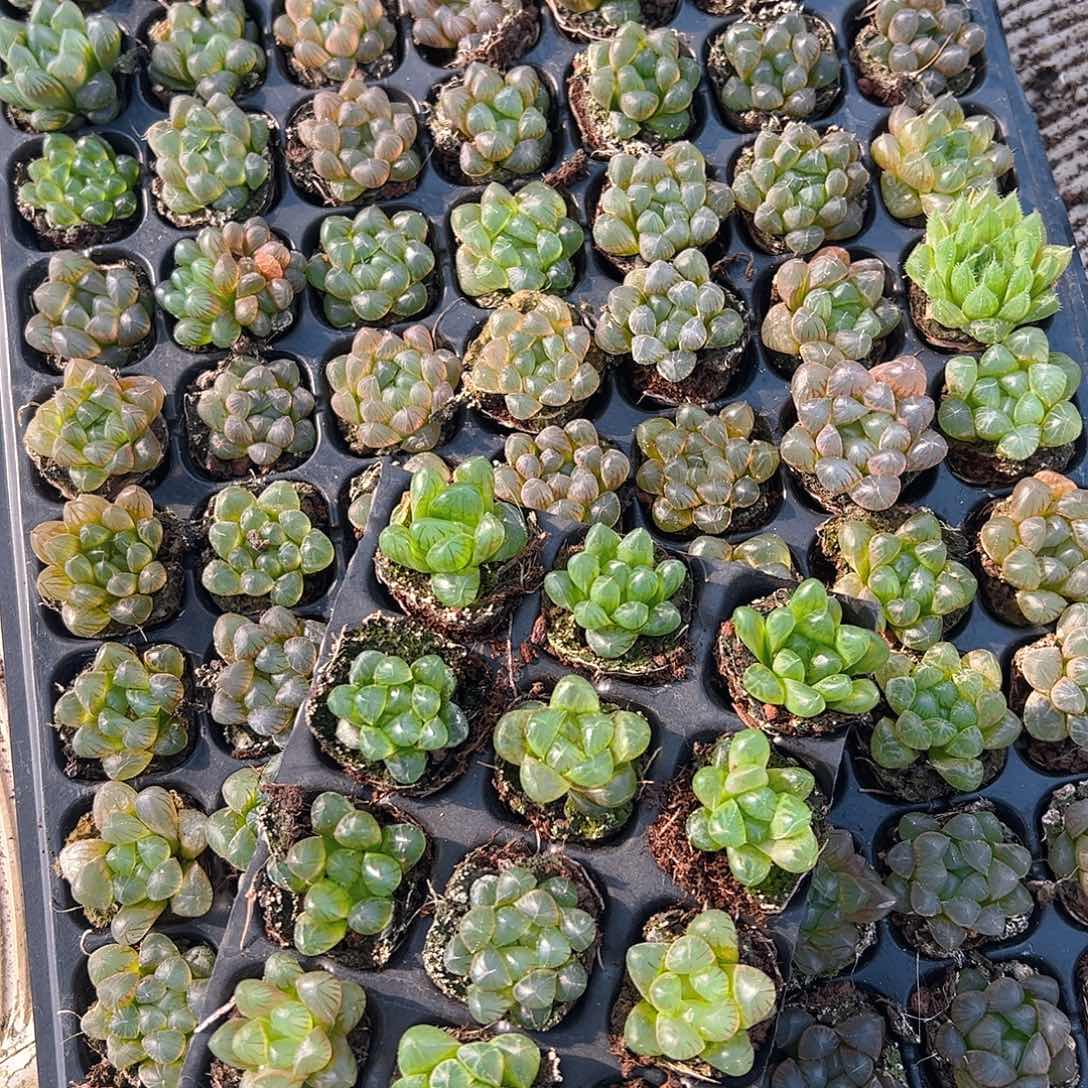 105孔玉露15颗带穴盘量拍