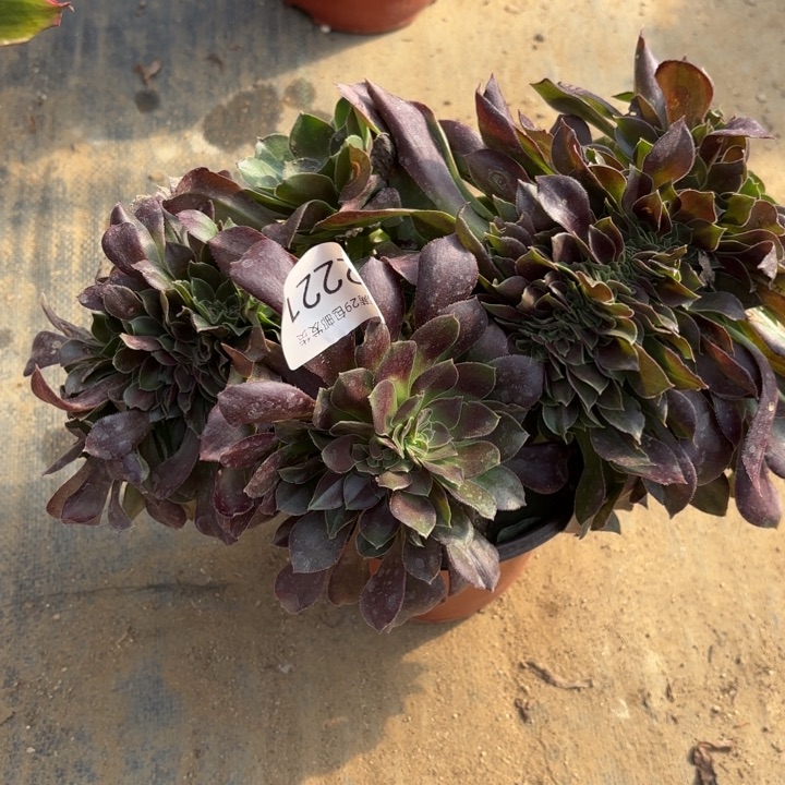 韶羞玫瑰坠多肉法师2221