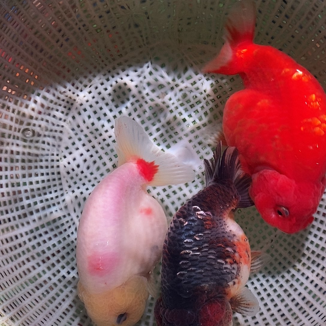 金鱼两条兰寿10元起拍包邮新疆海南不包