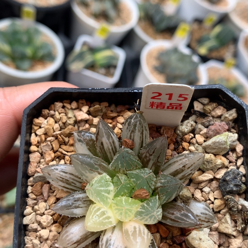 【闪购商品】215楼兰