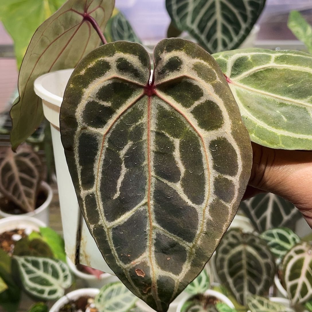 完全开放进口nse红水晶