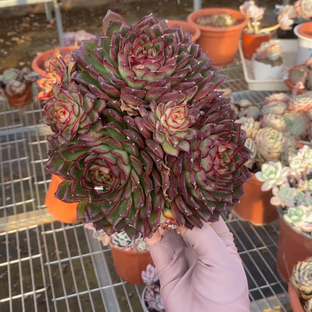393萤火虫一物一拍