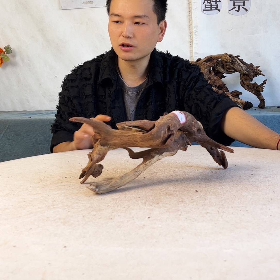 沉木造景爬宠造景