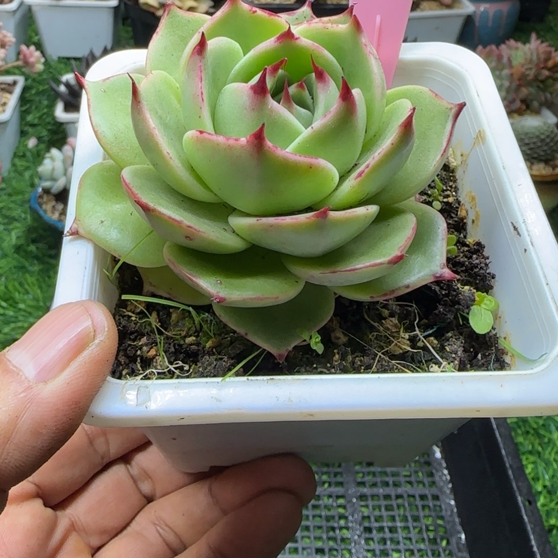 锦安精品多肉编号232