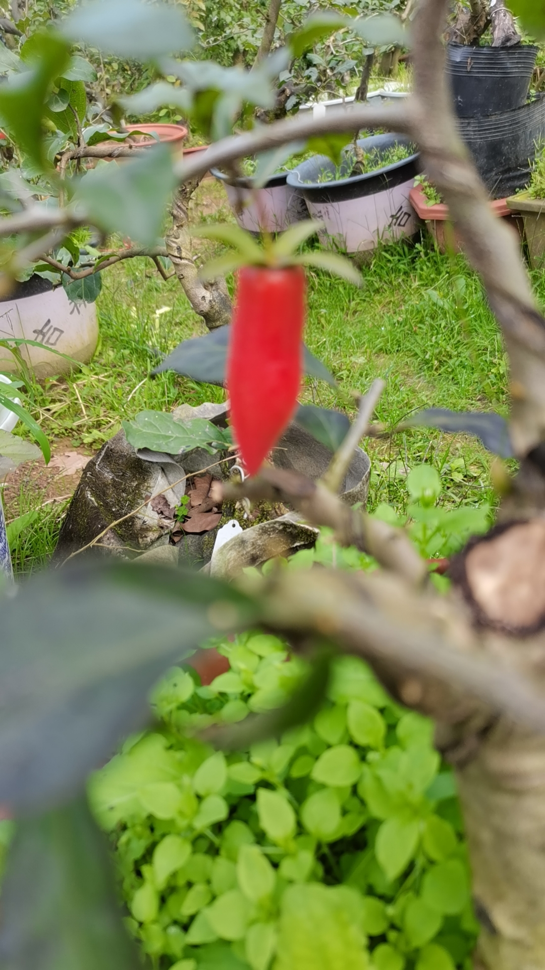 老鸦柿300以内 桌面绿植盆景  实物以直播间为准 