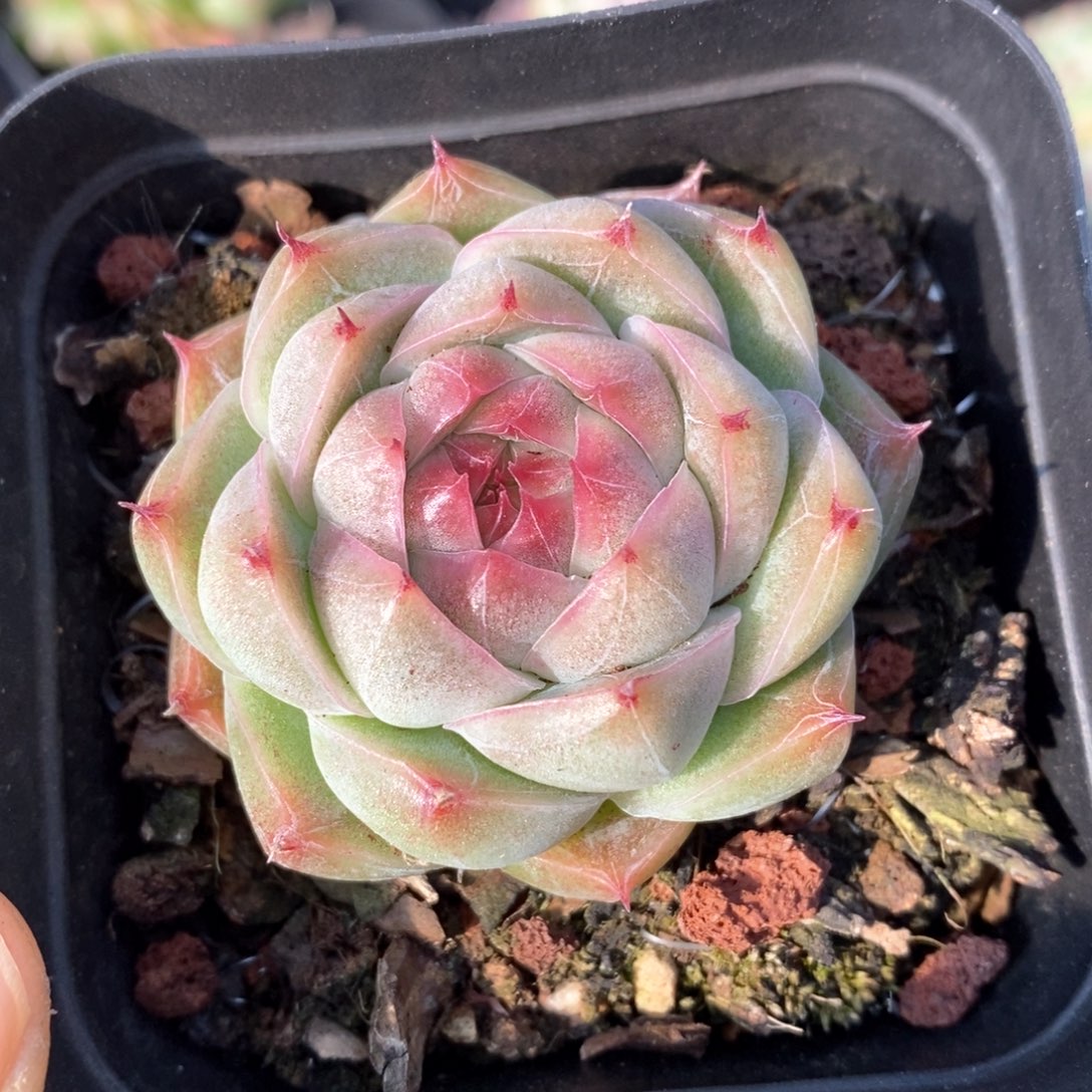 精品多肉一物一拍203