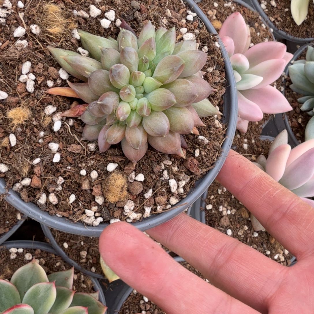 额***0寄养于他身边并没有什么特别