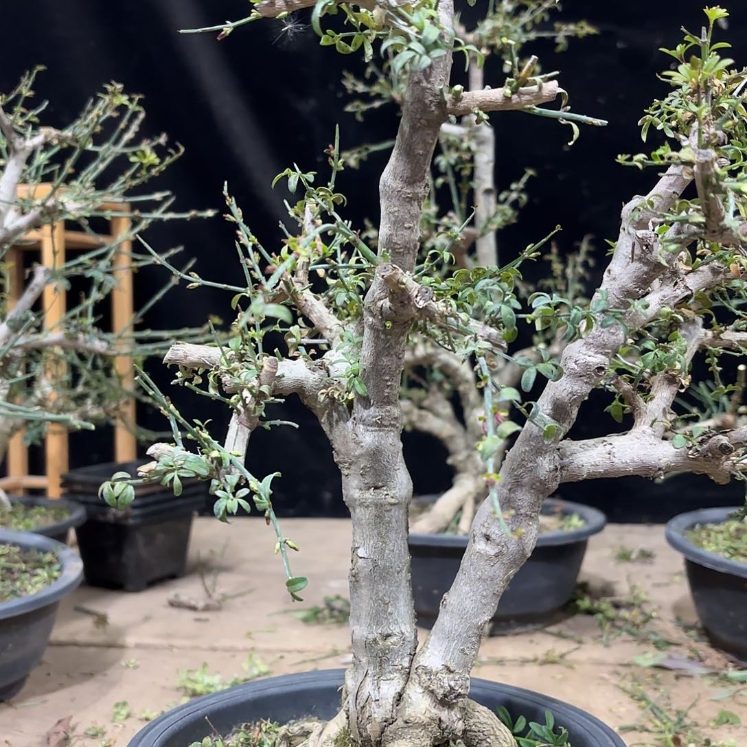 一***之迎春花盆景一颗香