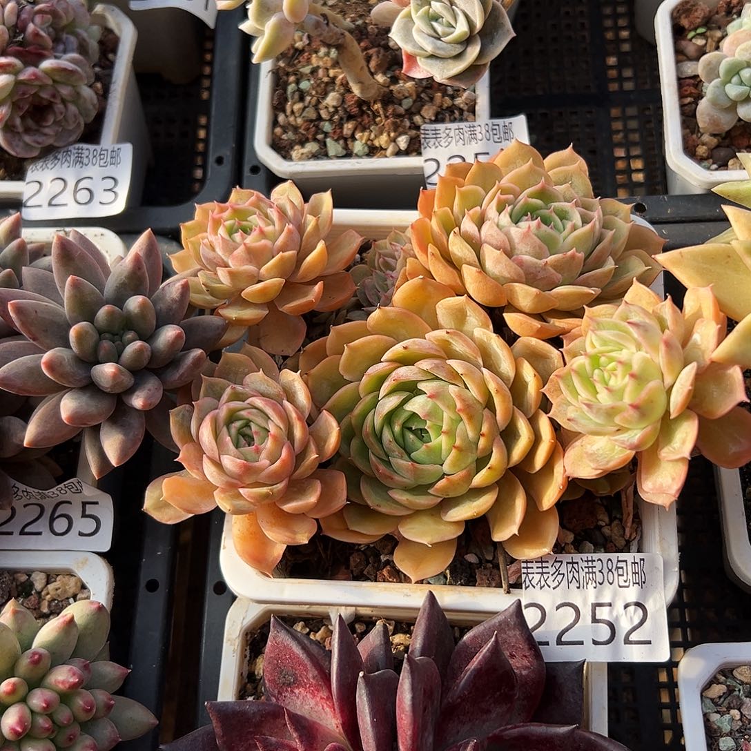 多肉一物一拍植物2252