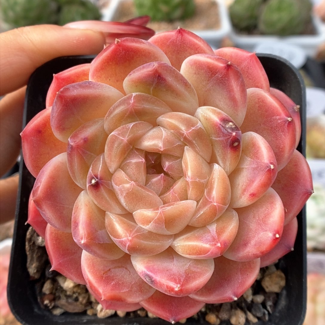 糖心冰魄可拍425号 