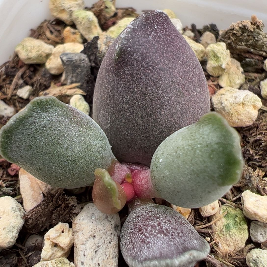 艺妓海豹大苗多肉植物