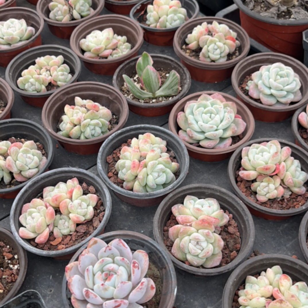 多肉植物橙梦露冰玉一物一拍