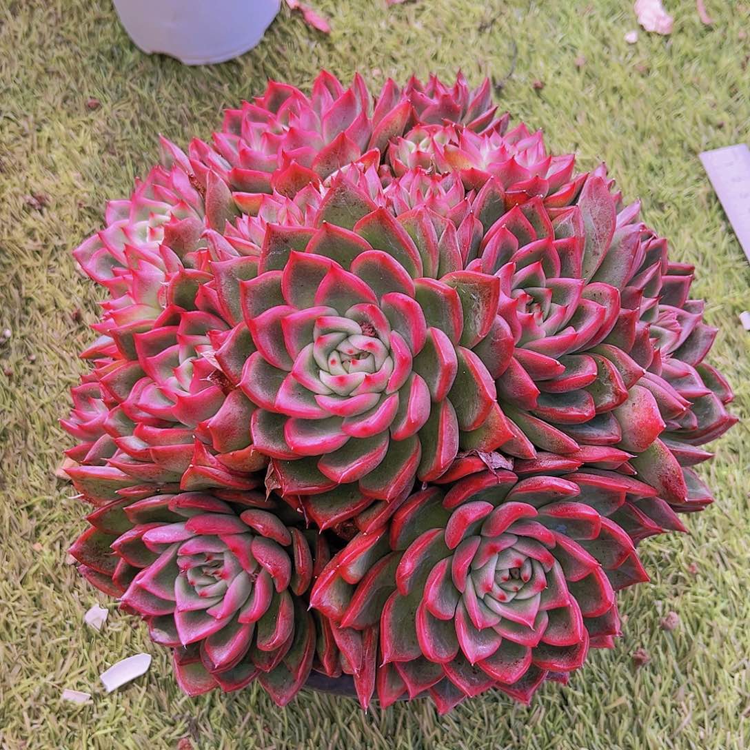 佛若拉24公分999斤