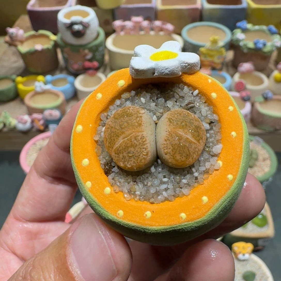 蘑菇1202紫薰多肉植物