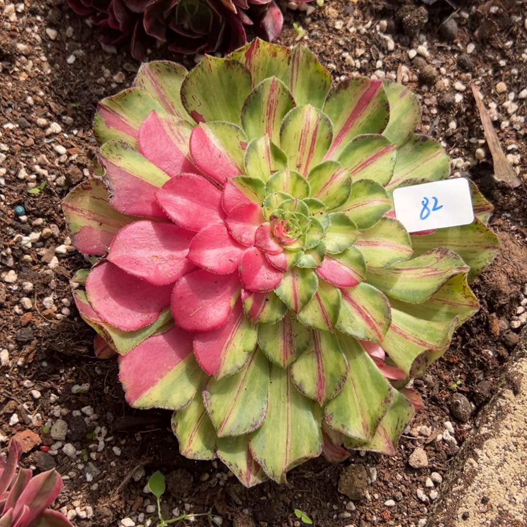 82知否多肉无根多肉