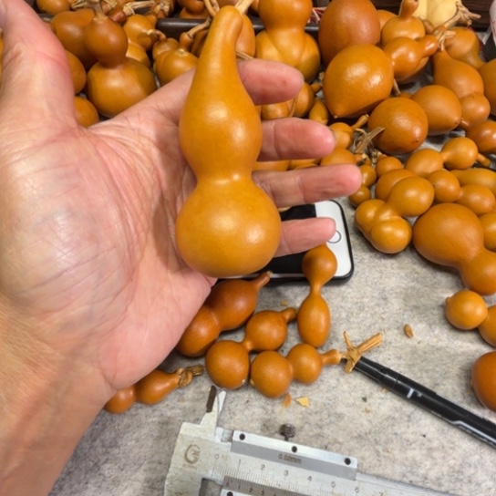 嘉***人家人的一把中华本甲一把中华本甲