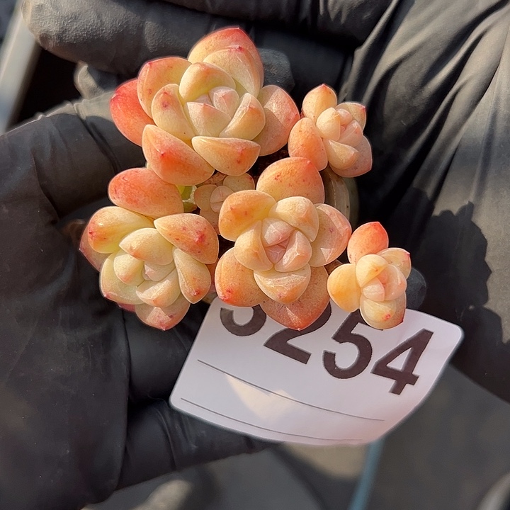 3254，七头咪你冰玉带盆发的