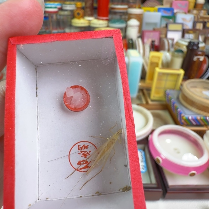 劉***笙蟋蟀一只漂亮合适