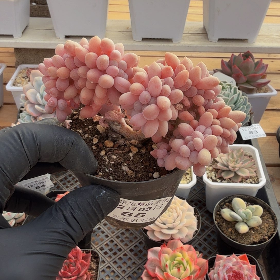 1209-85汤圆缀化a