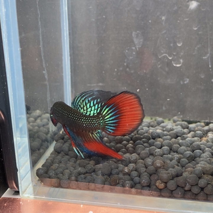 斗鱼泰国斗鱼290号