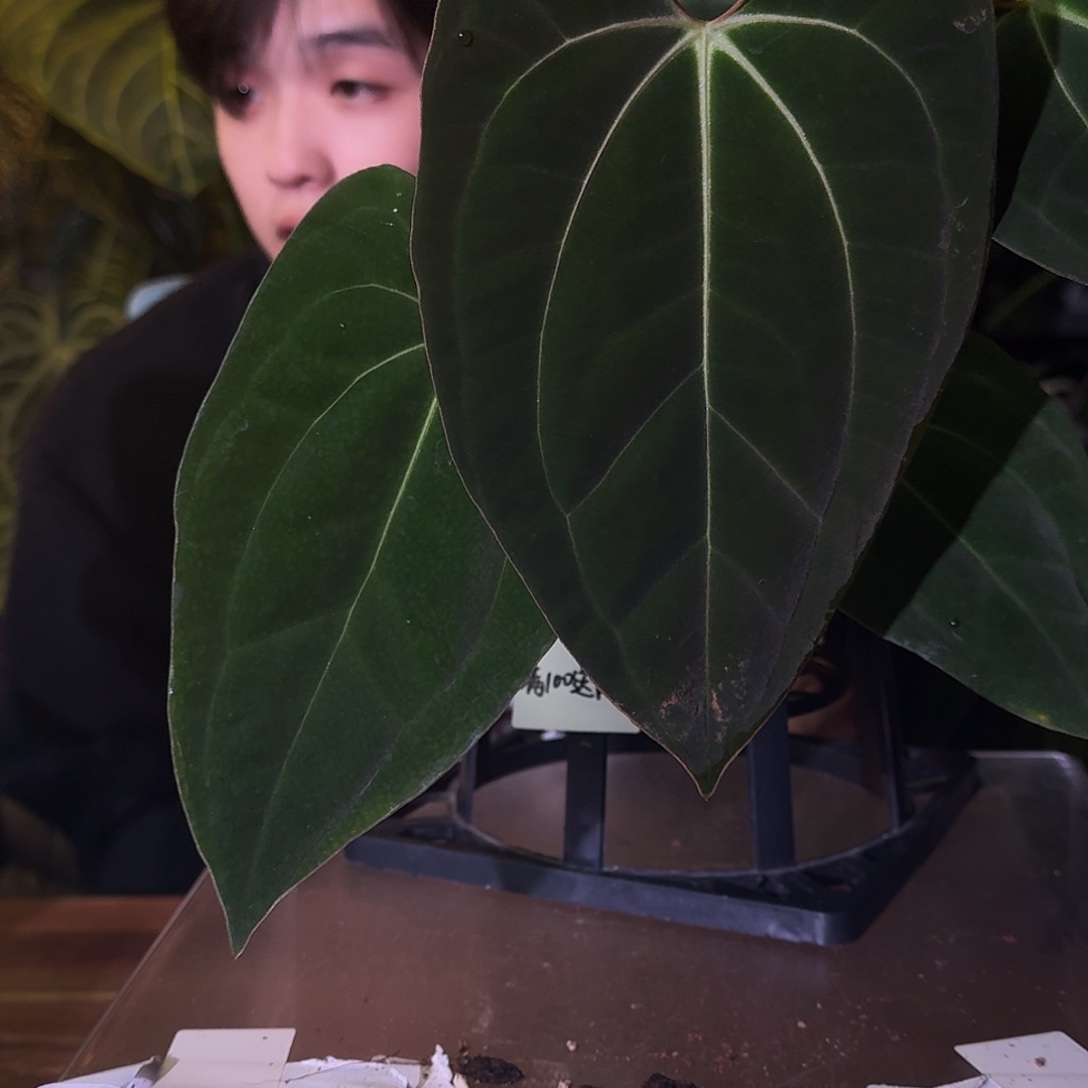不开花植物C88贝斯杂加通湖papi