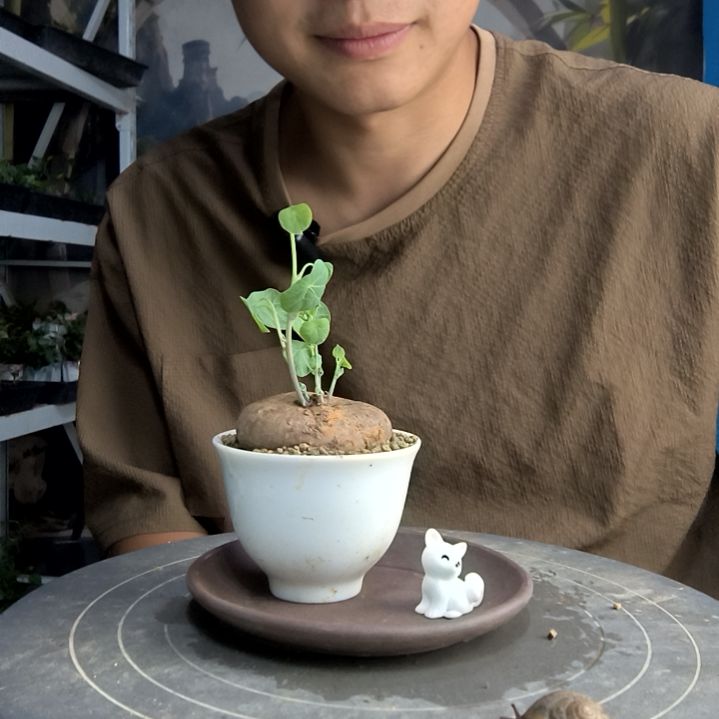 等*来中青园艺一物一拍255