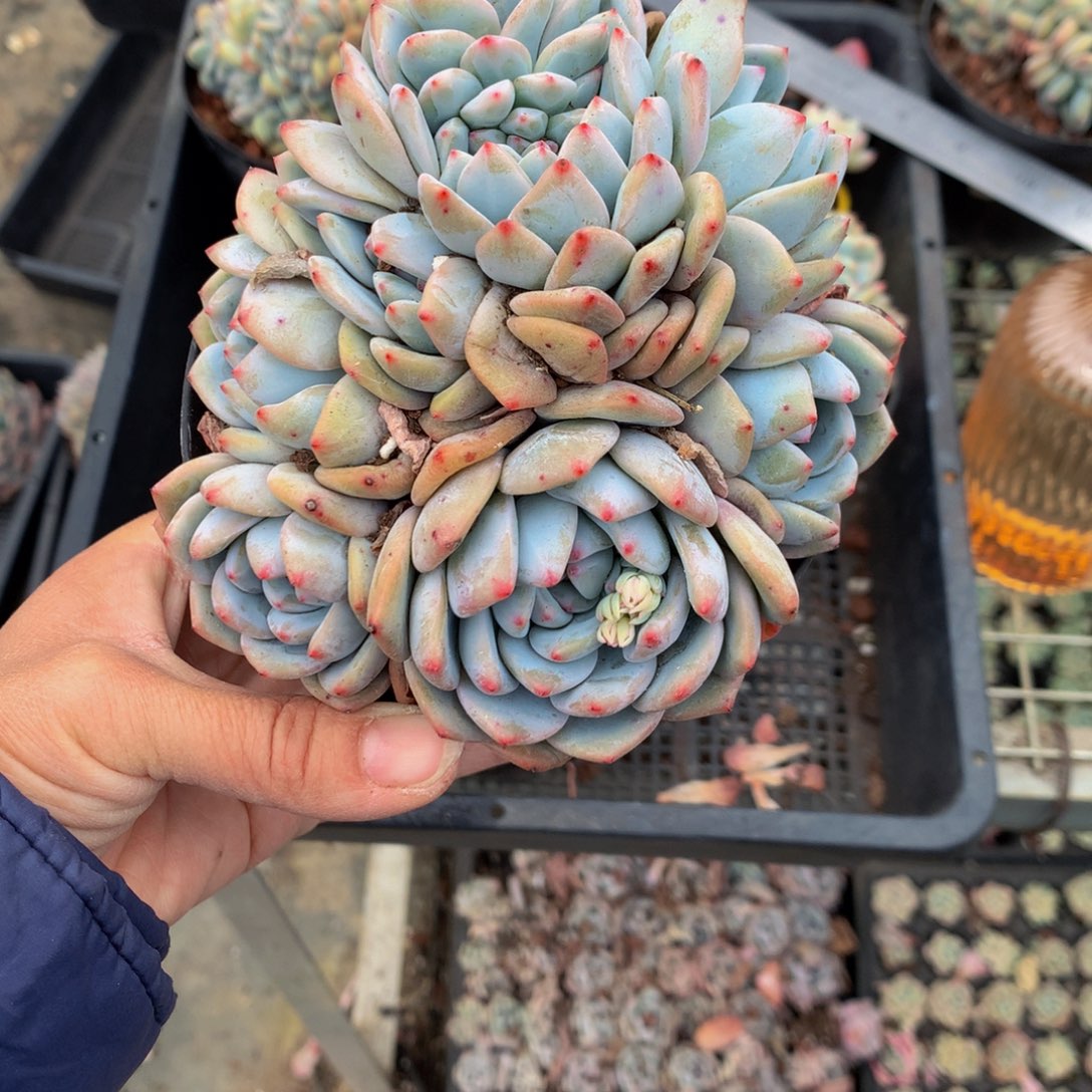 611多头嗯嗯嗯我想看